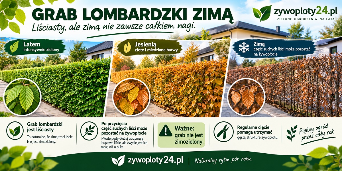 Grab Lombardzki zimą – naturalne zachowanie liści